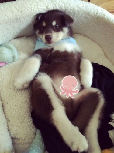 Siberian Husky Puppies for sale in 200 N Spring St, Los Angeles, CA 90012, USA. price: $300