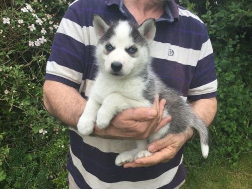Siberian Husky Puppies for sale in 200 N Spring St, Los Angeles, CA 90012, USA. price: $300