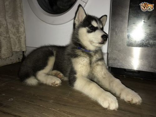 Siberian Husky Puppies for sale in Colorado Springs, CO, USA. price: $400