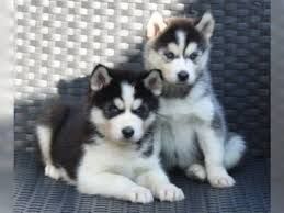 PURE BRED FULL PEDIGRRE SIBERIAN HUSKIE PUPPIES