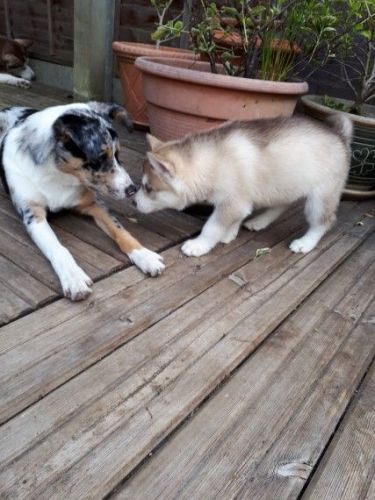 Siberian Husky Puppies For Sale