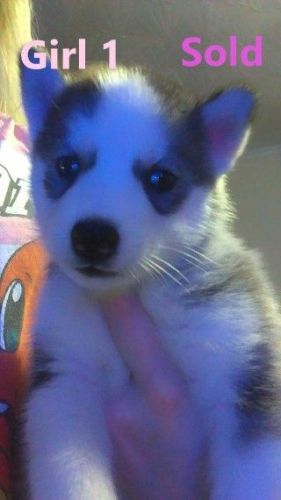 Siberian Husky Puppies for sale in Atlanta, GA, USA. price: $650