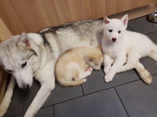 Siberian Husky Pups