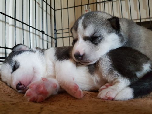 Siberian Husky Puppies for sale in Florida Ave NW, Washington, DC, USA. price: $500