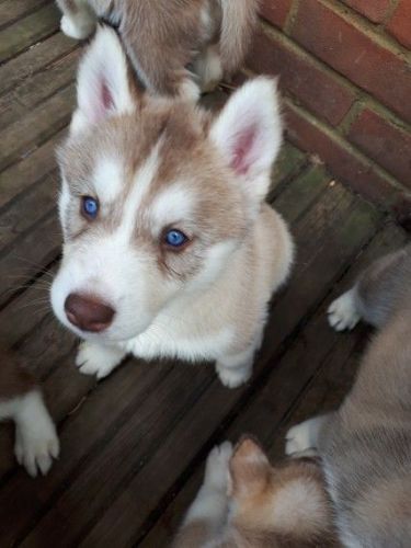 Siberian Husky Pups