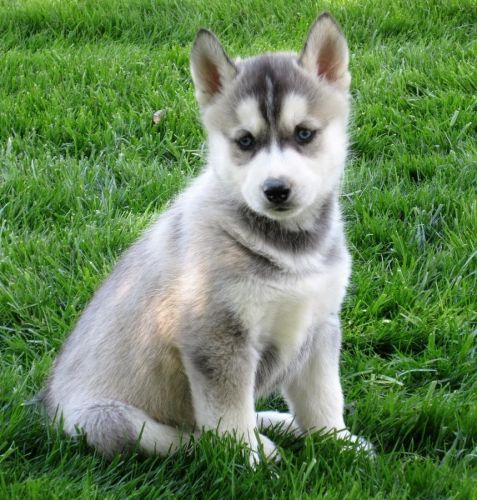 Siberian Husky Puppies for sale in Orlando, FL, USA. price: $400