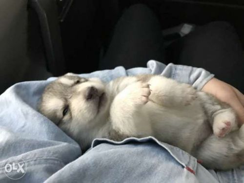 Siberian Husky Puppies for sale in New York, NY, USA. price: $500