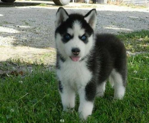 Siberian Husky Puppies for sale in Atlanta, GA, USA. price: NA