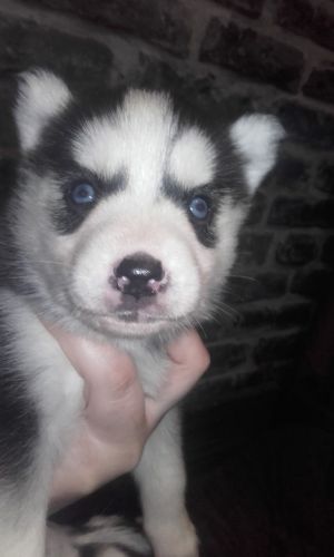 Siberian Husky Puppies for sale in California St, San Francisco, CA, USA. price: $500