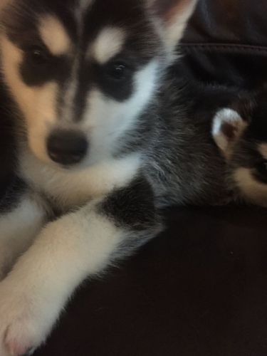 Siberian Husky Puppies for sale in California St, San Francisco, CA, USA. price: $500