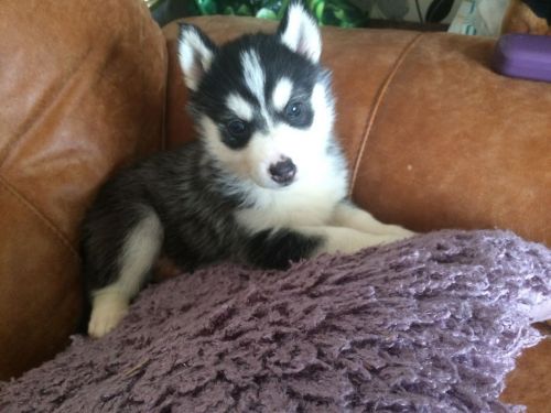 Siberian Husky Puppies for sale in California St, San Francisco, CA, USA. price: $500