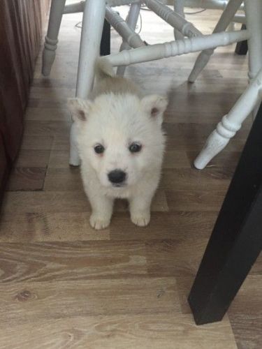 Siberian Husky Puppies For Sale