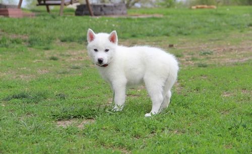 AKC White Siberian Husky Puppies For Sale