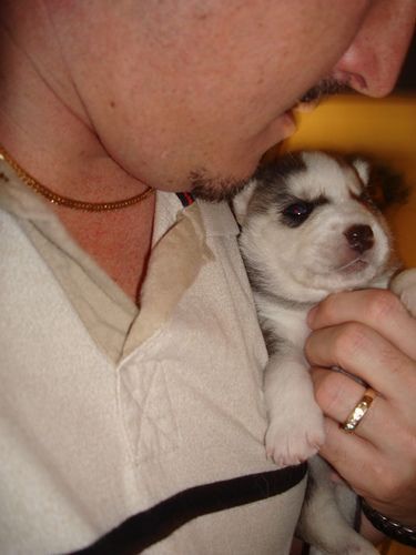 **litter of Siberian husky puppies for re homing**