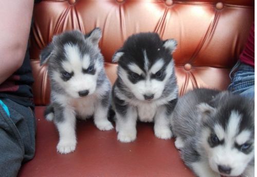 Siberian Husky Puppies for sale in Washington, DC, USA. price: NA