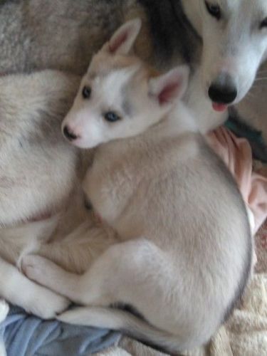 Sweet Siberian Husky Puppies