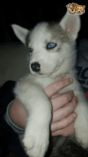 Blue Eyed Husky Pups
