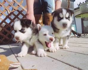 Siberian Husky Puppies for sale in Irvine, CA, USA. price: NA