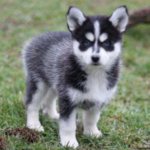 Siberian Husky Puppies for sale in New York, NY, USA. price: NA