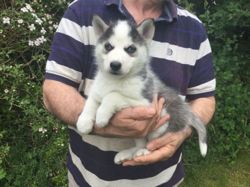 Purebred Blue Eye Siberian Husky Puppies Available (***) ***-***0