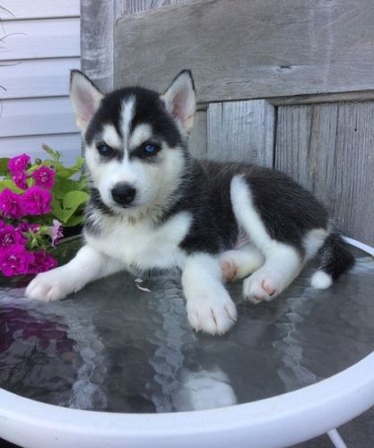 Siberian Husky Puppies for sale in Houston, TX, USA. price: $500