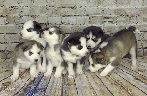 Siberian Husky Puppies for sale in S First Colonial Rd, Virginia Beach, VA 23454, USA. price: $500