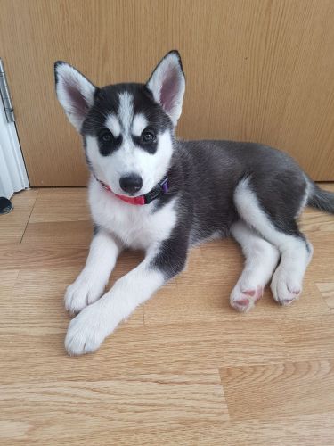 Beautiful Siberian Husky Puppy