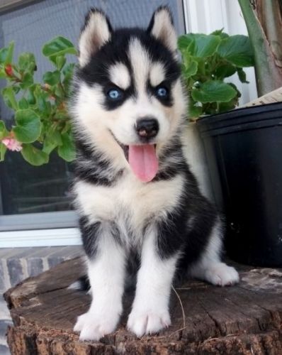 Pure Bred Full Pedigree Siberian Husky Puppies