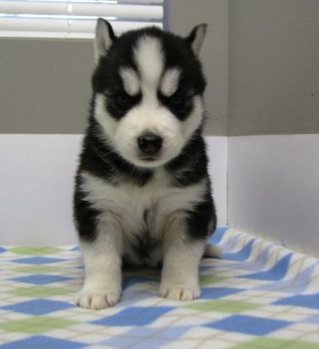 Siberian Husky Puppies for sale in Dallas, TX, USA. price: NA