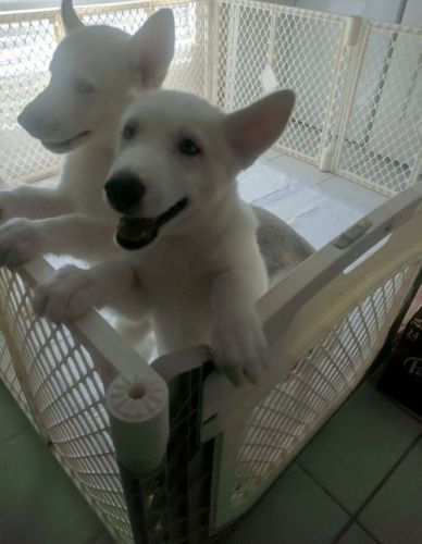 Gorgeous White Siberian Husky Puppies