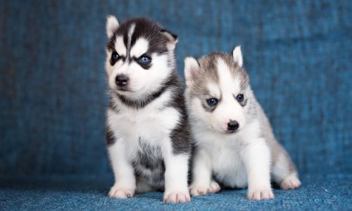 Siberian Husky Puppies for sale in Virginia Beach, VA, USA. price: NA