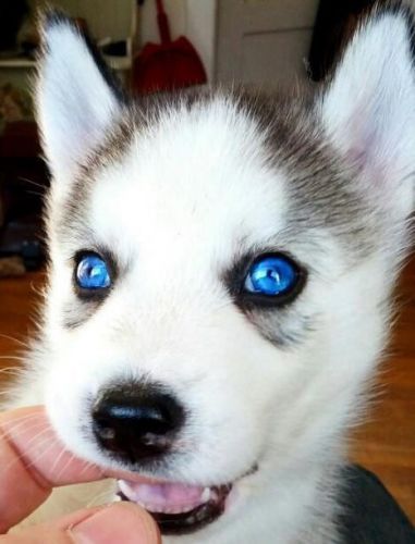 Siberian Husky Puppies TEXT , ***