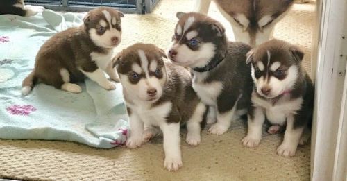 Beautiful Pure Bred Red Siberian Husky Pups