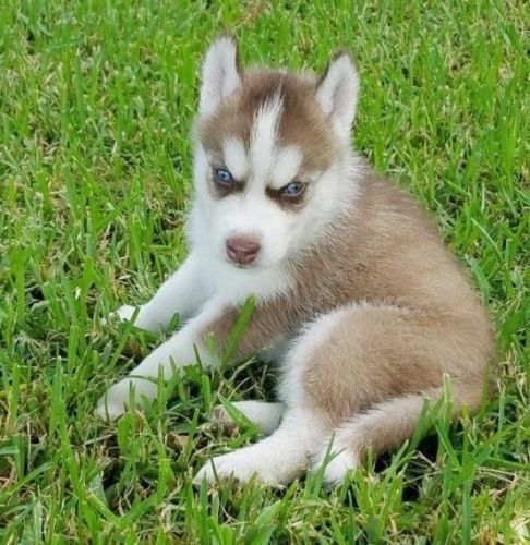 Siberian Husky Puppies for sale in San Francisco, CA, USA. price: $300