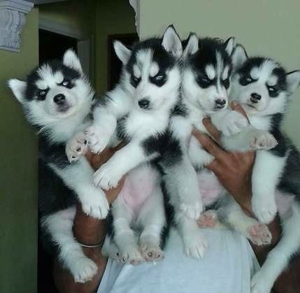 Siberian Husky Puppies for sale in San Francisco, CA, USA. price: $400