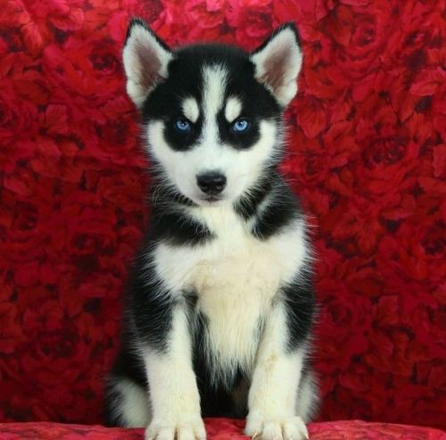 Siberian Husky Puppies for sale in San Diego, CA, USA. price: $500