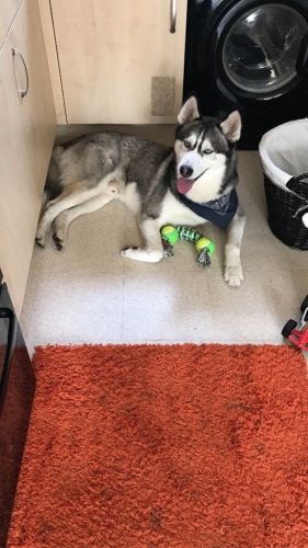 Siberian Husky Puppies for sale in New York, NY, USA. price: $300