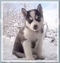 Siberian Husky Puppies for sale in New York, NY, USA. price: $500