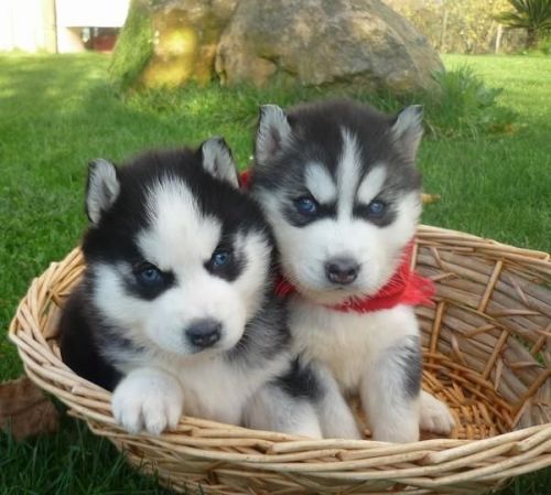 fearless husky puppies