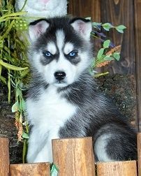 Siberian Husky Puppies for sale in Dallas, TX, USA. price: NA