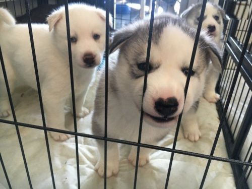 Siberian Husky Puppies for sale in Houston, TX, USA. price: NA