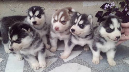 Siberian Husky Puppies for sale in Charleston, SC, USA. price: NA