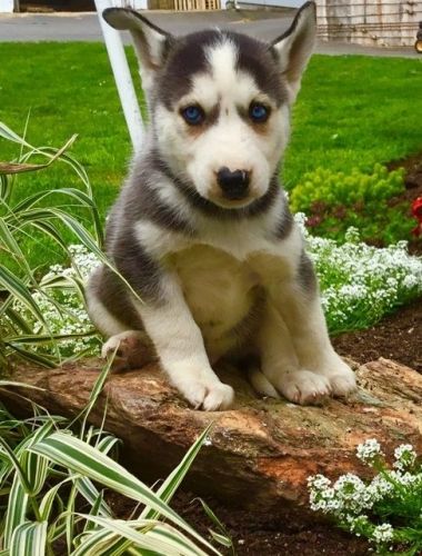 Siberian Husky