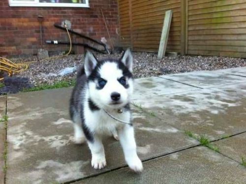 Sweet Siberian Husky Puppies