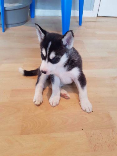 Husky ready for sale
