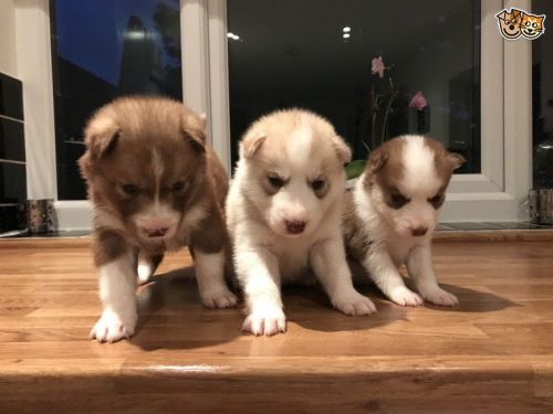 Stunning Siberian Husky Puppies for sale