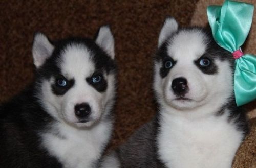 Siberian Husky Puppies for sale in Los Angeles, CA, USA. price: $370