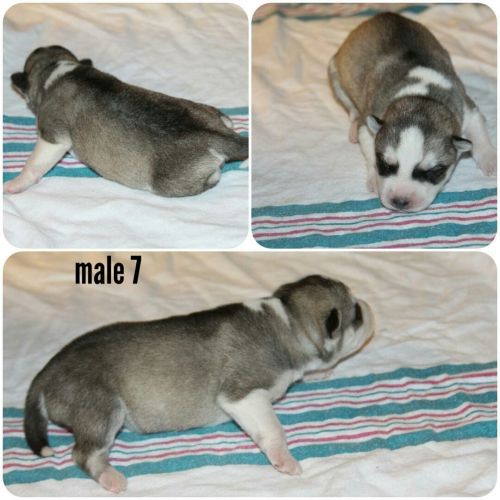 Husky puppies. Apri registered