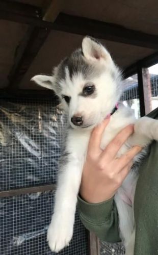 adorable husky puppies