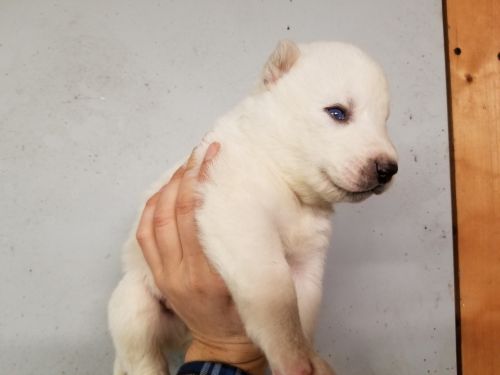 Akc siberian husky pups